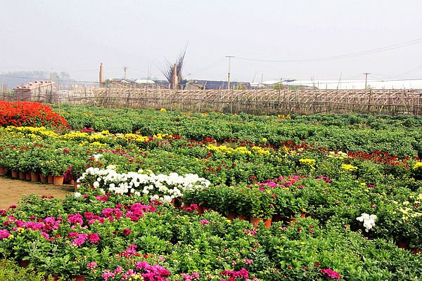 山東滕州秋菊綻放香滿園 種植戶喜獲豐收